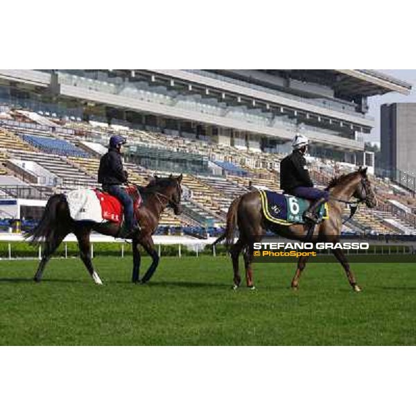 Morning trackworks at Sha Tin racetrack - Indian Days - Vision d\' Etat Hong Kong- Sha Tin, 8th dec. 2010 ph. Stefano Grasso