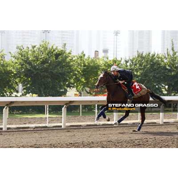 Morning trackworks at Sha Tin racetrack - Sri Putra Hong Kong- Sha Tin, 8th dec. 2010 ph. Stefano Grasso