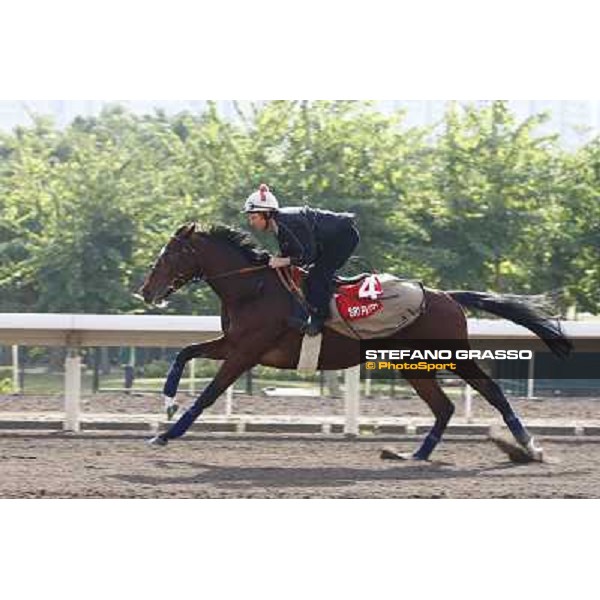 Morning trackworks at Sha Tin racetrack - Sri Putra Hong Kong- Sha Tin, 8th dec. 2010 ph. Stefano Grasso