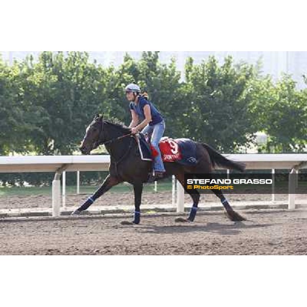 Morning trackworks at Sha Tin racetrack - Snow Fairy Hong Kong- Sha Tin, 8th dec. 2010 ph. Stefano Grasso