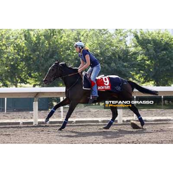 Morning trackworks at Sha Tin racetrack - Snow Fairy Hong Kong- Sha Tin, 8th dec. 2010 ph. Stefano Grasso