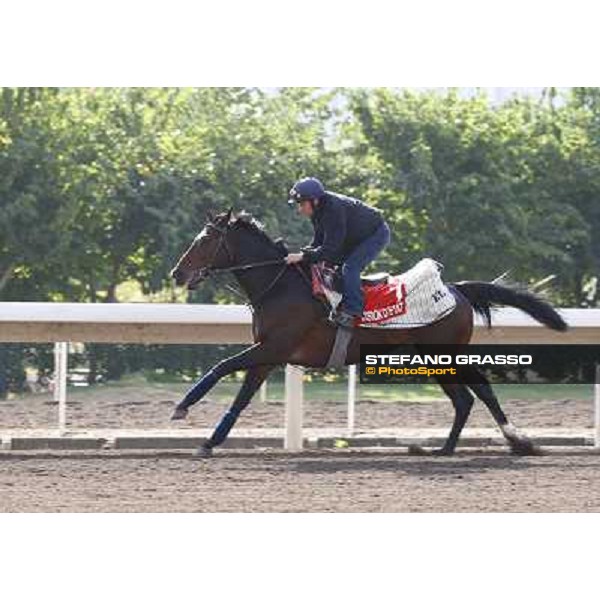 Morning trackworks at Sha Tin racetrack - Vision d\' Etat Hong Kong- Sha Tin, 8th dec. 2010 ph. Stefano Grasso