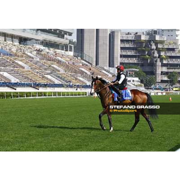 Morning trackworks at Sha Tin racetrack - Paco Boy Hong Kong- Sha Tin, 8th dec. 2010 ph. Stefano Grasso