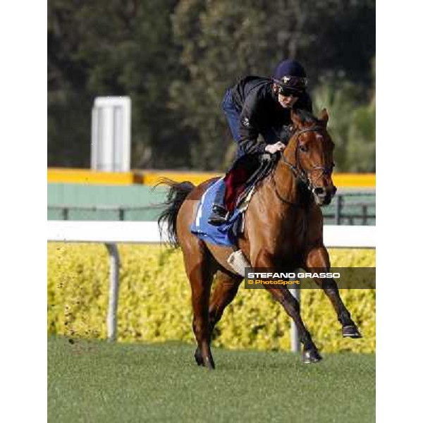 Morning trackworks at Sha Tin racetrack - Beethoven Hong Kong- Sha Tin, 8th dec. 2010 ph. Stefano Grasso