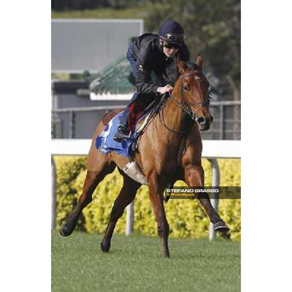 Morning trackworks at Sha Tin racetrack - Beethoven Hong Kong- Sha Tin, 8th dec. 2010 ph. Stefano Grasso