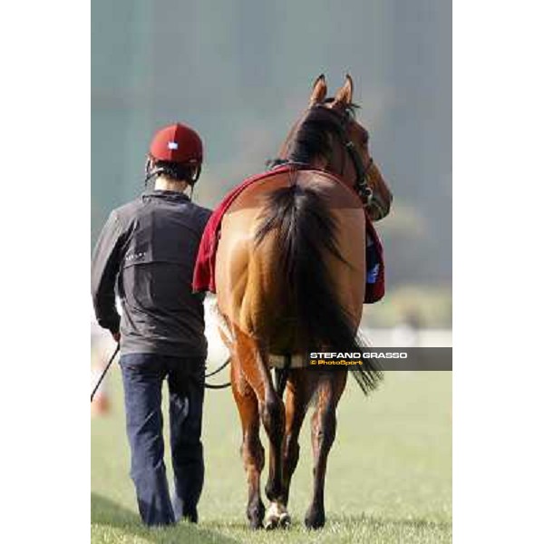 Morning trackworks at Sha Tin racetrack - Beethoven Hong Kong- Sha Tin, 8th dec. 2010 ph. Stefano Grasso