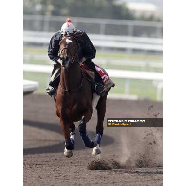 Morning trackworks at Sha Tin racetrack - Snow Fairy Hong Kong- Sha Tin, 8th dec. 2010 ph. Stefano Grasso