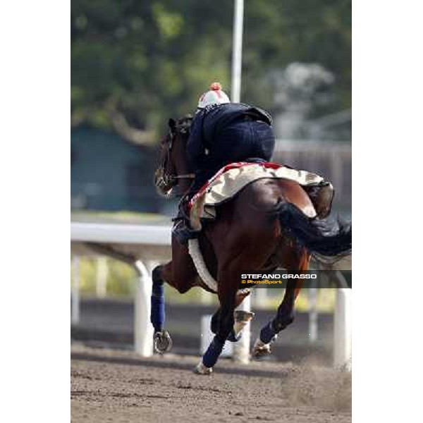 Morning trackworks at Sha Tin racetrack - Sri Putra Hong Kong- Sha Tin, 8th dec. 2010 ph. Stefano Grasso