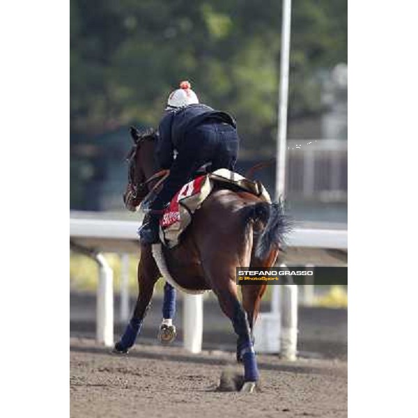 Morning trackworks at Sha Tin racetrack - Sri Putra Hong Kong- Sha Tin, 8th dec. 2010 ph. Stefano Grasso