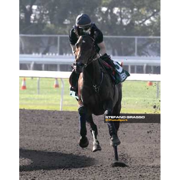 Morning track works at Sha Tin racecourse - Jakkalberry Hong Kong- Sha Tin, 9th dec. 2010 ph. Stefano Grasso