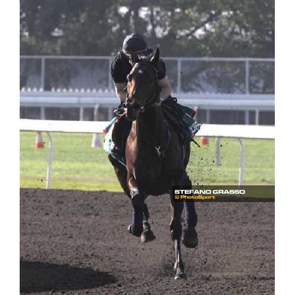 Morning track works at Sha Tin racecourse - Jakkalberry Hong Kong- Sha Tin, 9th dec. 2010 ph. Stefano Grasso