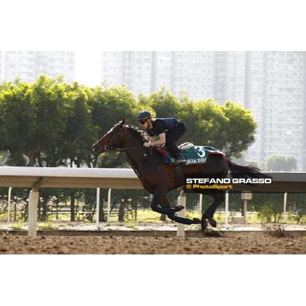 Morning track works at Sha Tin racecourse - Jakkalberry Hong Kong- Sha Tin, 9th dec. 2010 ph. Stefano Grasso