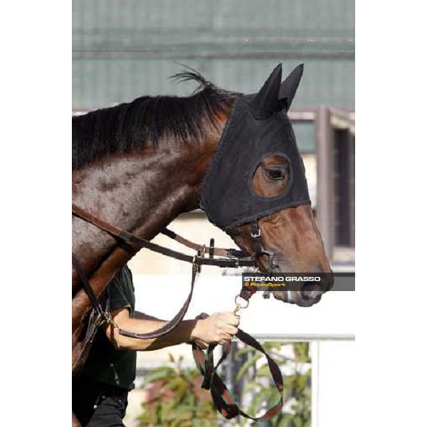 Morning track works at Sha Tin racecourse - Jakkalberry Hong Kong- Sha Tin, 9th dec. 2010 ph. Stefano Grasso