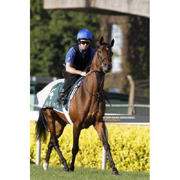 Morning trackworks at Sha Tin racetrack - Mastery and Saeed Bin Suroor Hong Kong- Sha Tin, 9th dec. 2010 ph. Stefano Grasso