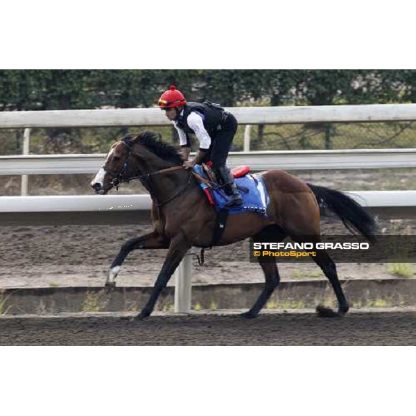 Morning track works at Sha Tin racecourse - Paco Boy Hong Kong- Sha Tin, 10th dec. 2010 ph. Stefano Grasso