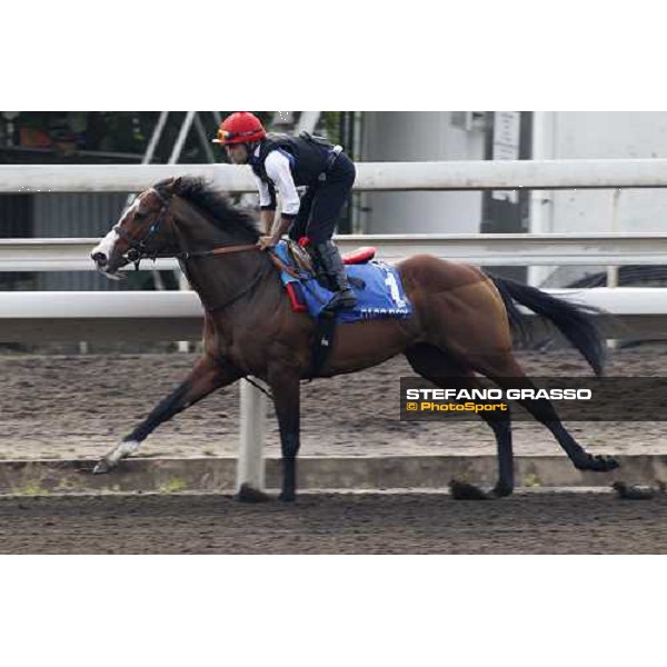 Morning track works at Sha Tin racecourse - Paco Boy Hong Kong- Sha Tin, 10th dec. 2010 ph. Stefano Grasso