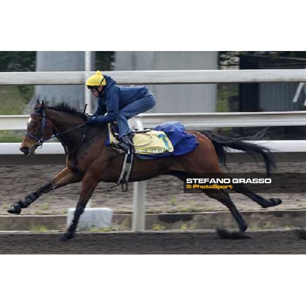 Morning track works at Sha Tin racecourse - J J The Jet Plane Hong Kong- Sha Tin, 10th dec. 2010 ph. Stefano Grasso