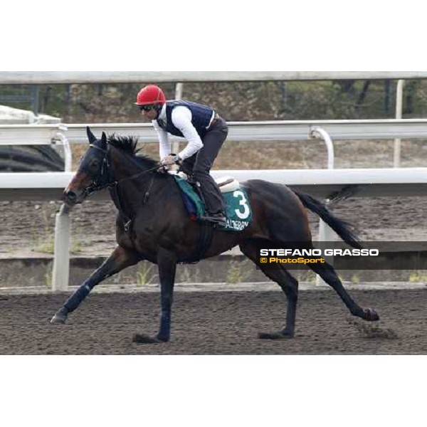 Morning track works at Sha Tin racecourse - Endo Botti on Jakkalberry Hong Kong- Sha Tin, 10th dec. 2010 ph. Stefano Grasso