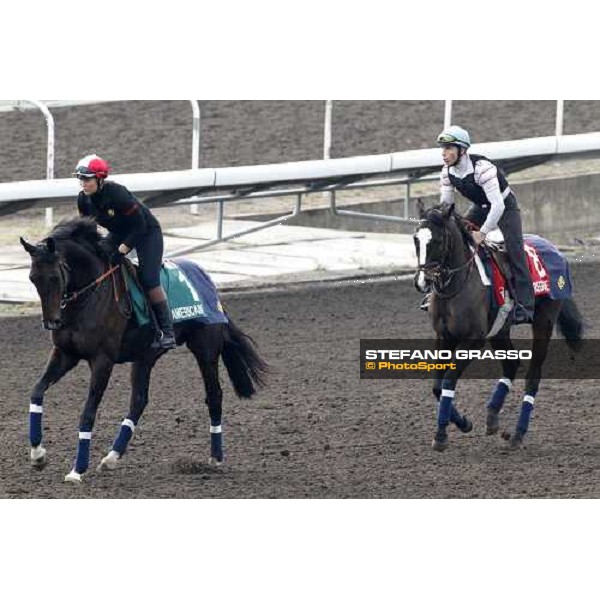 Morning track works at Sha Tin racecourse - Americain and Reggane Hong Kong- Sha Tin, 10th dec. 2010 ph. Stefano Grasso