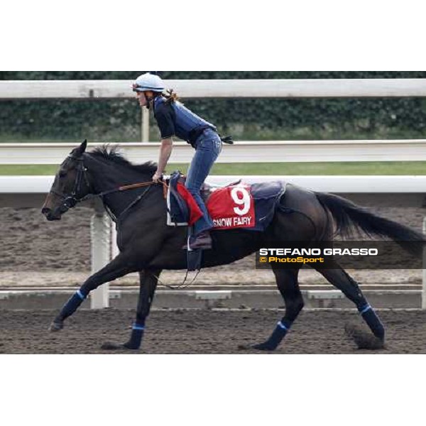 Morning track works at Sha Tin racecourse - Snow Fairy Hong Kong- Sha Tin, 10th dec. 2010 ph. Stefano Grasso