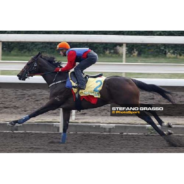 Morning track works at Sha Tin racecourse - Hong Kong- Sha Tin, 10th dec. 2010 ph. Stefano Grasso