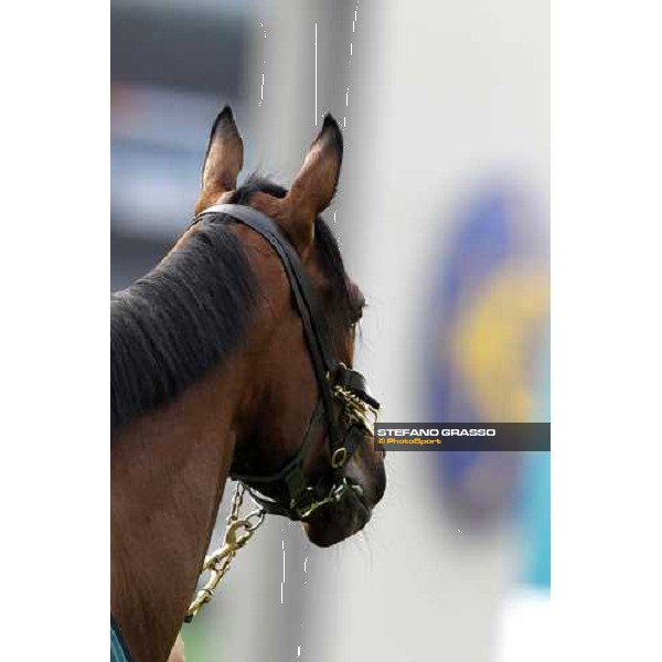 Morning track works at Sha Tin racecourse - Ortensia Hong Kong- Sha Tin, 10th dec. 2010 ph. Stefano Grasso