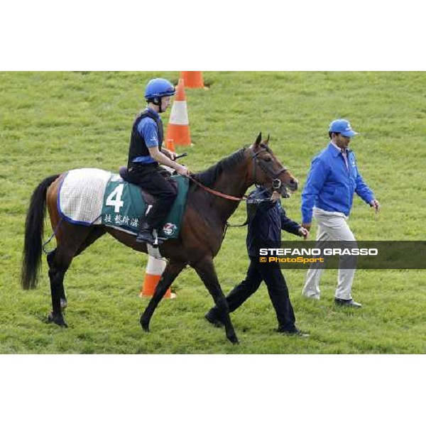Morning track works at Sha Tin racecourse - Mastery Hong Kong- Sha Tin, 10th dec. 2010 ph. Stefano Grasso