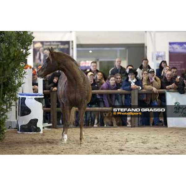 Pat Parelli at Fieracavalli 2010 Verona, 4th nov. 2010 ph. Stefano Grasso