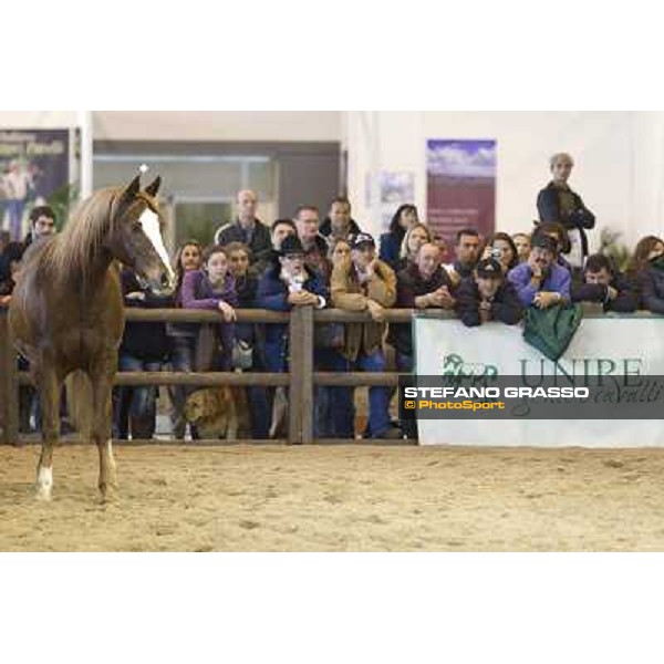 Pat Parelli at Fieracavalli 2010 Verona, 4th nov. 2010 ph. Stefano Grasso