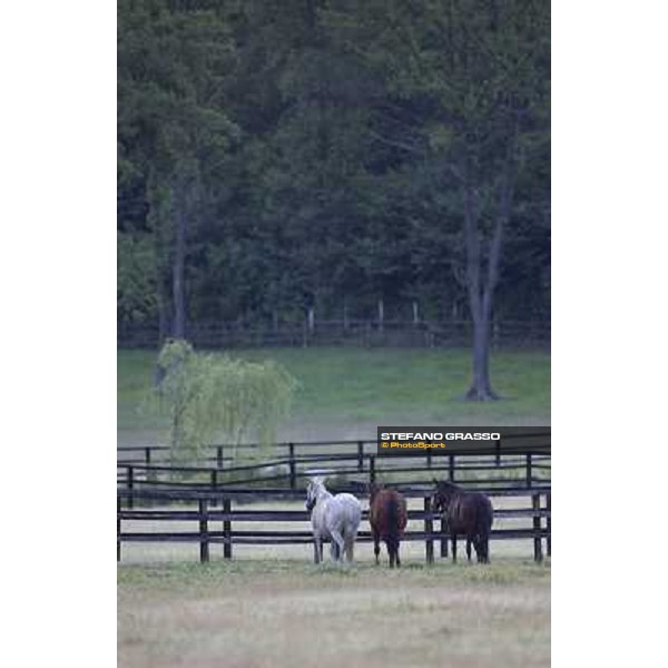 a day at Stud Boesso Capronno, 9th june 2005 ph. Stefano Grasso