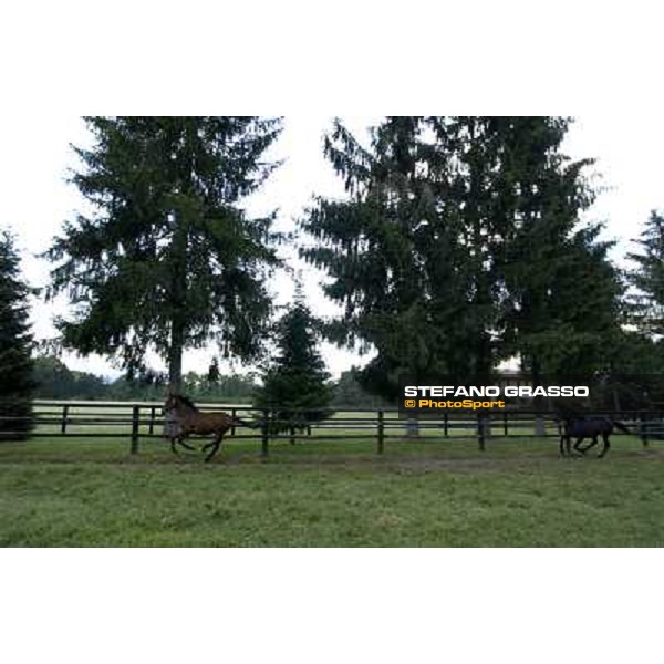 a day at Stud Boesso Capronno, 9th june 2005 ph. Stefano Grasso