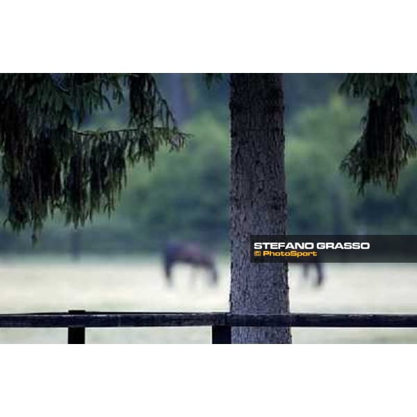 a day at Stud Boesso Capronno, 9th june 2005 ph. Stefano Grasso