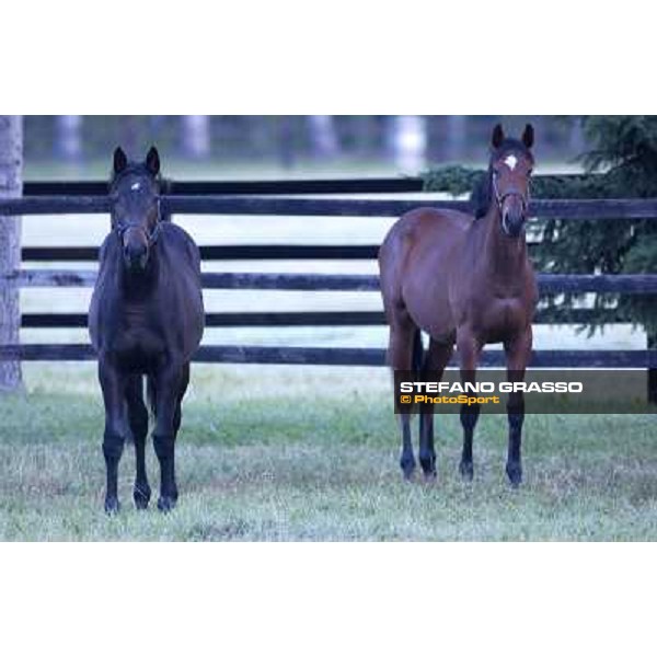 a day at Stud Boesso Capronno, 9th june 2005 ph. Stefano Grasso
