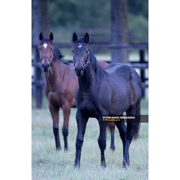 a day at Stud Boesso Capronno, 9th june 2005 ph. Stefano Grasso
