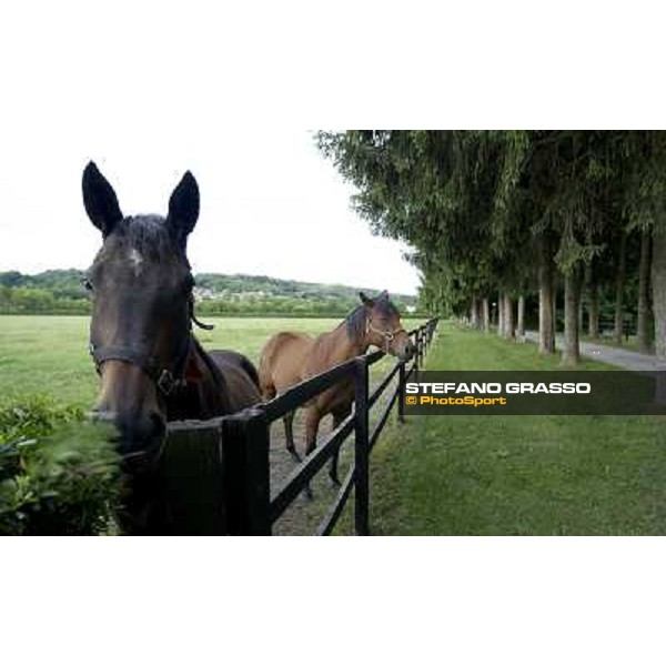 a day at Stud Boesso Capronno, 9th june 2005 ph. Stefano Grasso