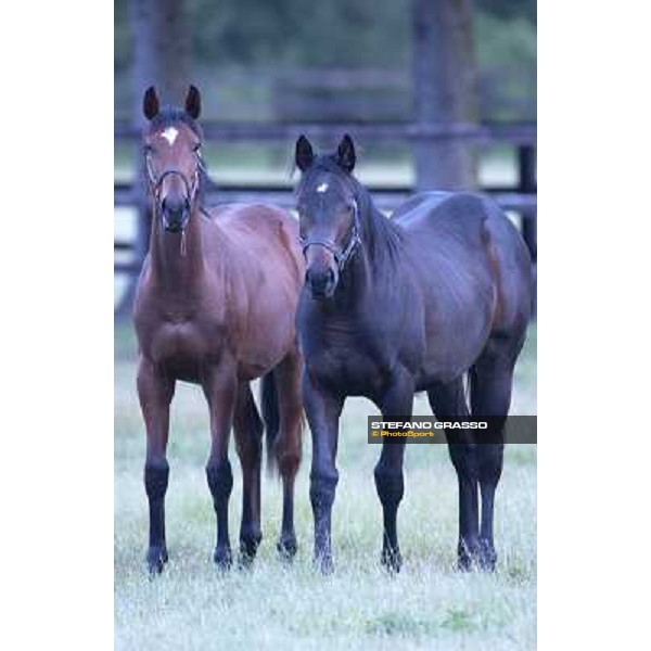 a day at Stud Boesso Capronno, 9th june 2005 ph. Stefano Grasso