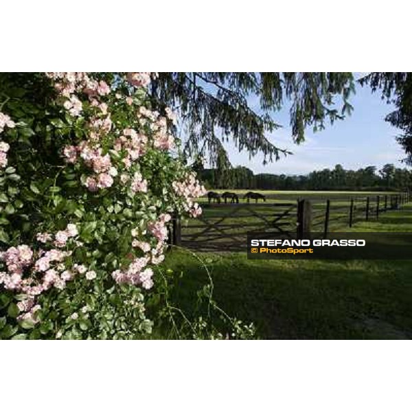 a day at Stud Boesso Capronno, 9th june 2005 ph. Stefano Grasso