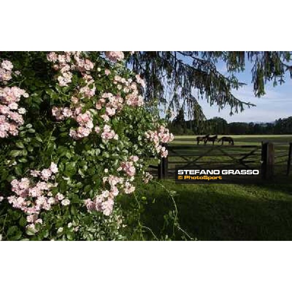 a day at Stud Boesso Capronno, 9th june 2005 ph. Stefano Grasso