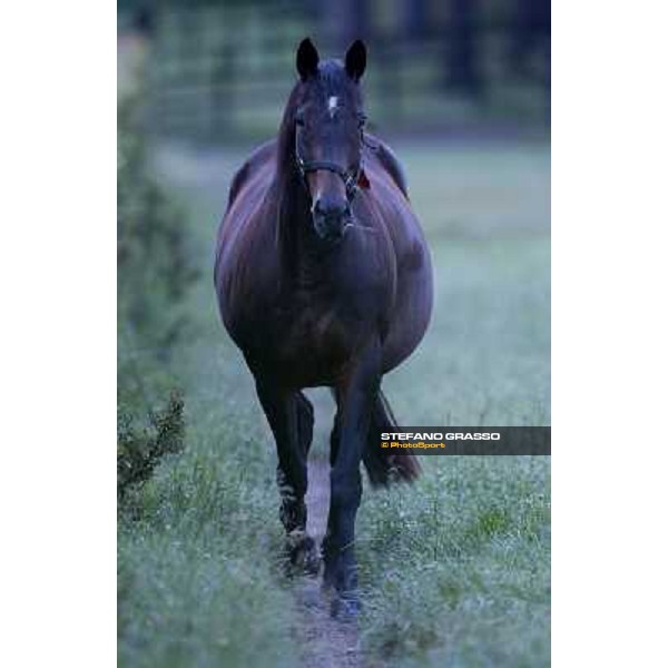a day at Stud Boesso Capronno, 9th june 2005 ph. Stefano Grasso