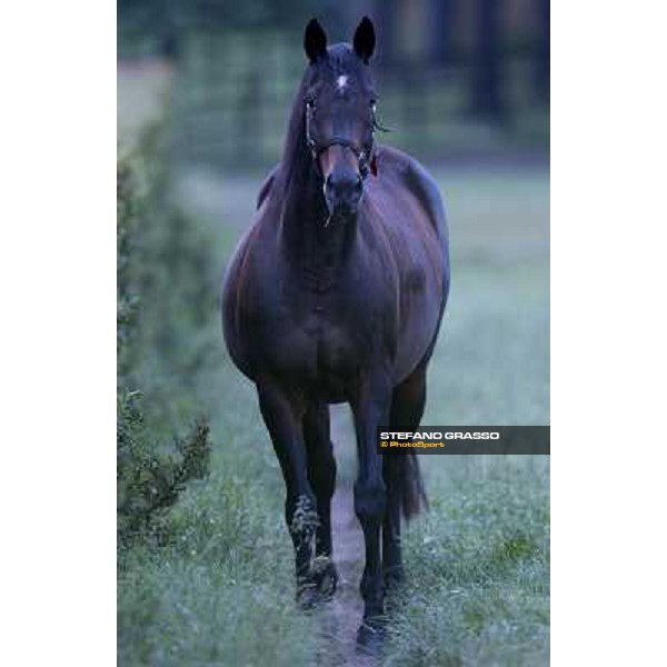 a day at Stud Boesso Capronno, 9th june 2005 ph. Stefano Grasso