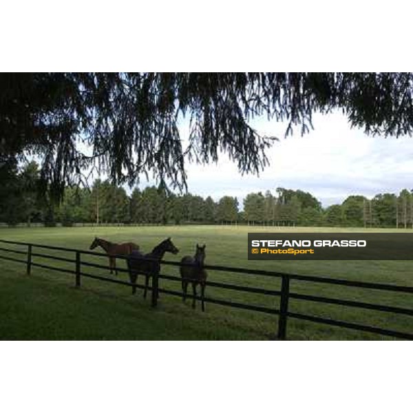 a day at Stud Boesso Capronno, 9th june 2005 ph. Stefano Grasso