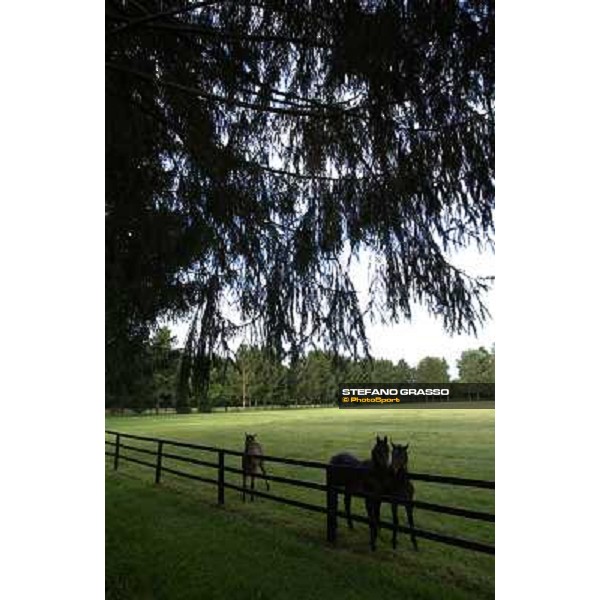 a day at Stud Boesso Capronno, 9th june 2005 ph. Stefano Grasso