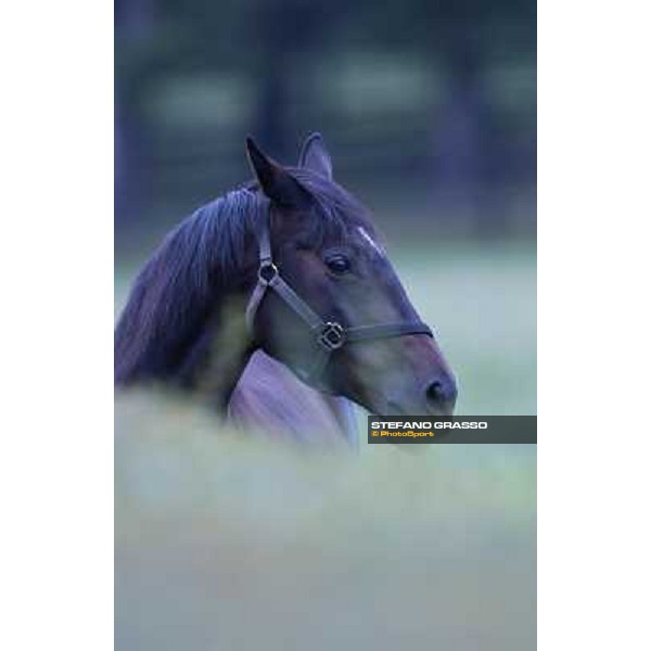 a day at Stud Boesso Capronno, 9th june 2005 ph. Stefano Grasso