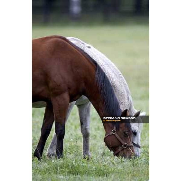 a day at Stud Boesso Capronno, 9th june 2005 ph. Stefano Grasso