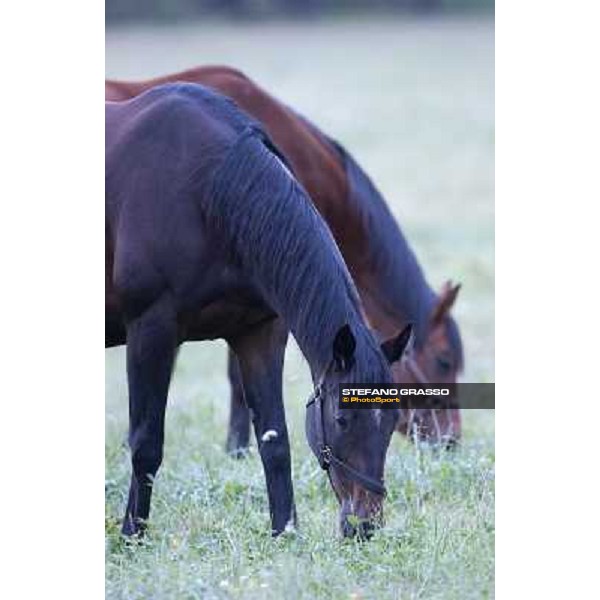 a day at Stud Boesso Capronno, 9th june 2005 ph. Stefano Grasso