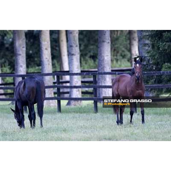 a day at Stud Boesso Capronno, 9th june 2005 ph. Stefano Grasso