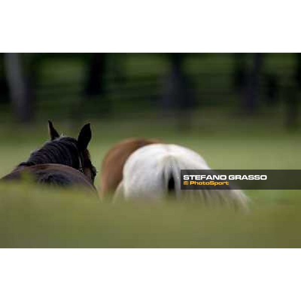 a day at Stud Boesso Capronno, 9th june 2005 ph. Stefano Grasso