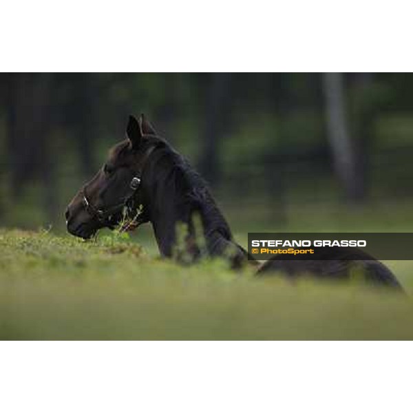 a day at Stud Boesso Capronno, 9th june 2005 ph. Stefano Grasso