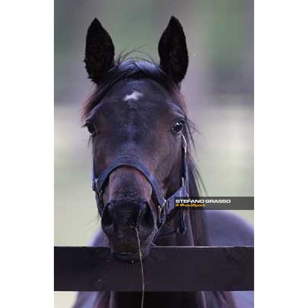 a day at Stud Boesso Capronno, 9th june 2005 ph. Stefano Grasso