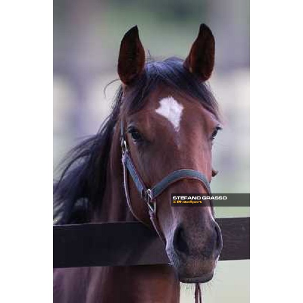 a day at Stud Boesso Capronno, 9th june 2005 ph. Stefano Grasso